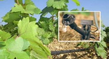 Jak správně zalévat hrozny během zrání a načasování postupu v létě